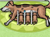 Mama Dog Pet Game